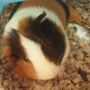 Meet your Posher, Clary